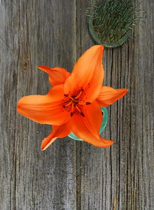 TRESSOR ORANGE L.A. HYBRID LILIES